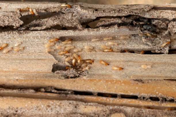 Pest Control for Restaurants in Sweetser, IN